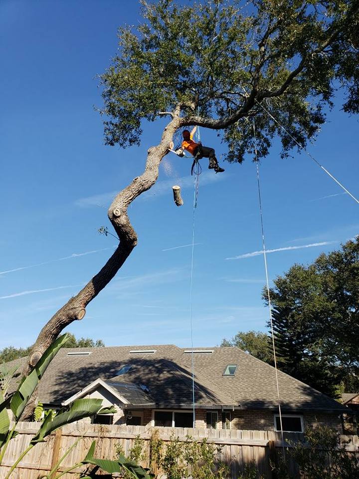 worker chainsawing branch up in a tree